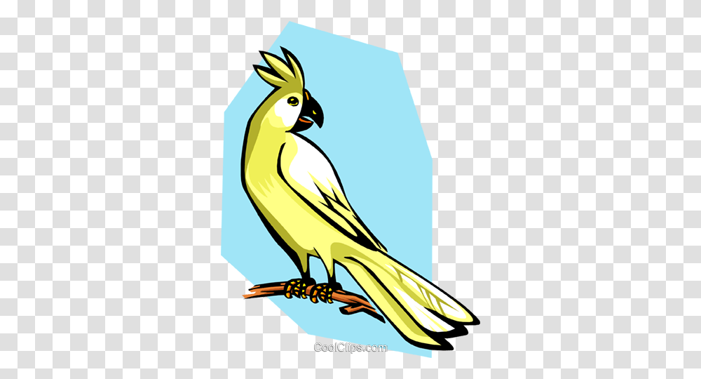 Cockatoo Royalty Free Vector Clip Art Illustration, Animal, Bird, Canary Transparent Png