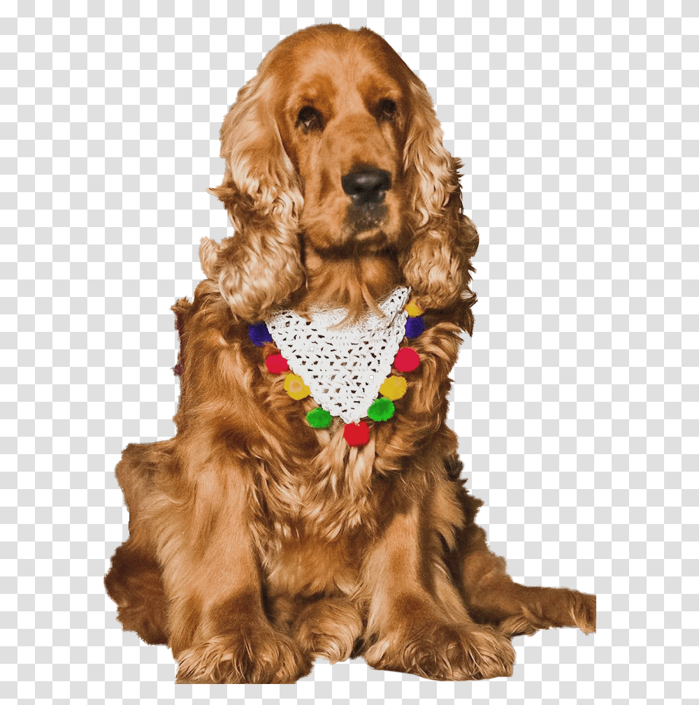 Cocker Spaniel, Dog, Pet, Canine, Animal Transparent Png