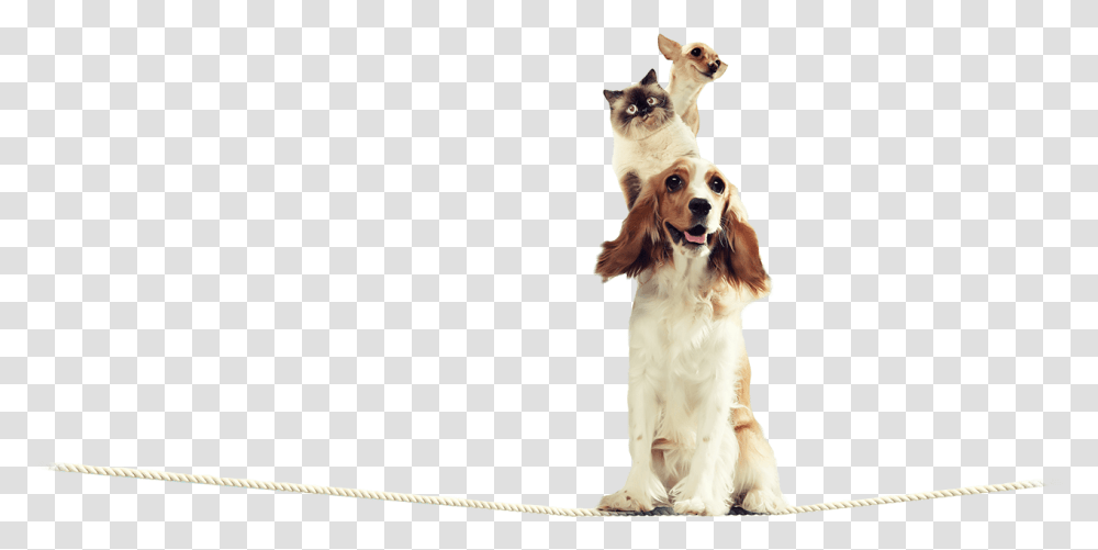 Cocker Spaniel, Dog, Pet, Canine, Animal Transparent Png