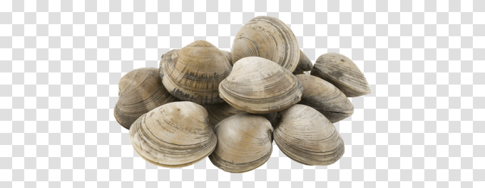 Cockle, Clam, Seashell, Invertebrate, Sea Life Transparent Png