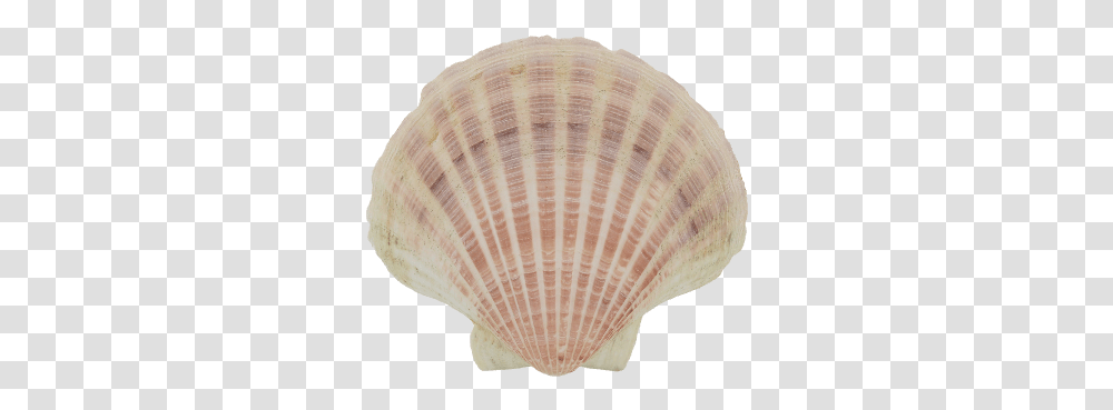 Cockle, Sea Life, Animal, Seashell, Invertebrate Transparent Png