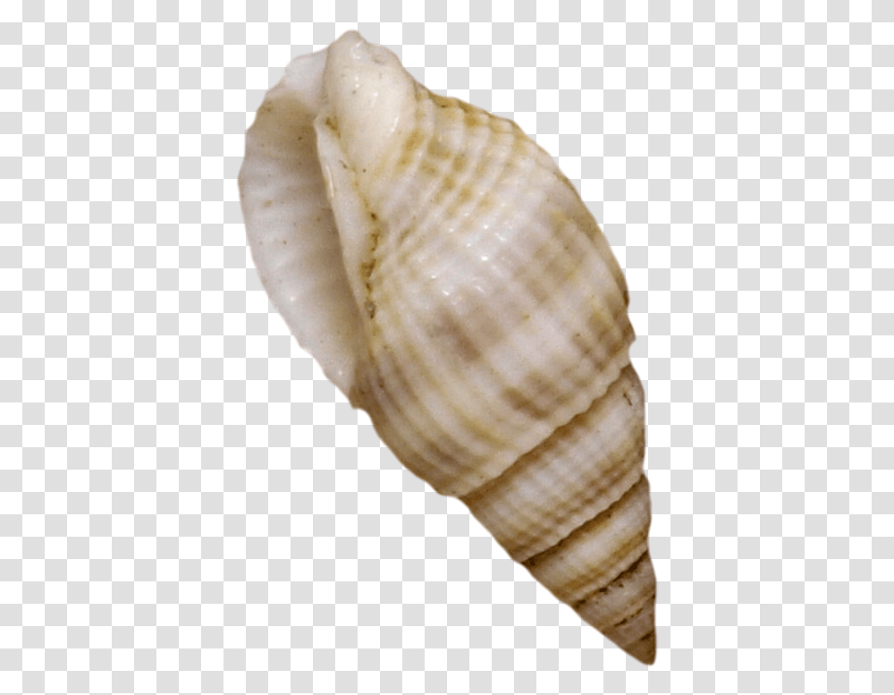 Cockle Seashell Mussel Shellfish Seashell, Sea Life, Animal, Conch, Invertebrate Transparent Png