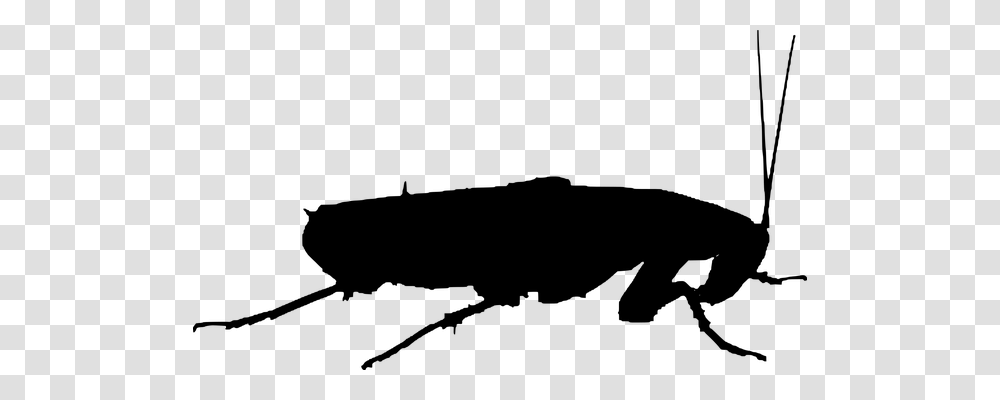 Cockroach Animals, Gray, World Of Warcraft Transparent Png