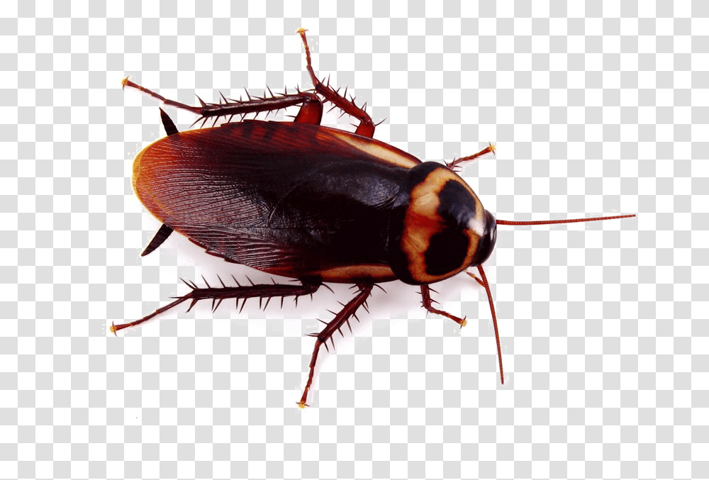 Cockroach Background Cockroach, Insect, Invertebrate, Animal, Bird Transparent Png