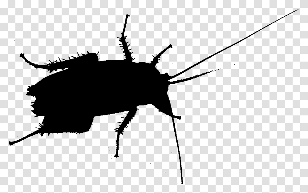 Cockroach Beetle Silhouette Membrane Insect Beetle, Gray, World Of Warcraft Transparent Png