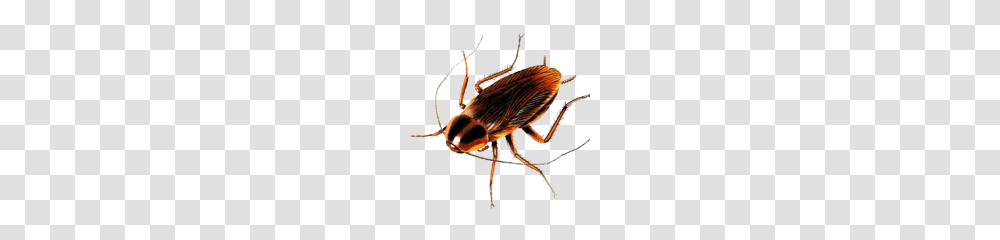 Cockroach, Bow, Insect, Invertebrate, Animal Transparent Png