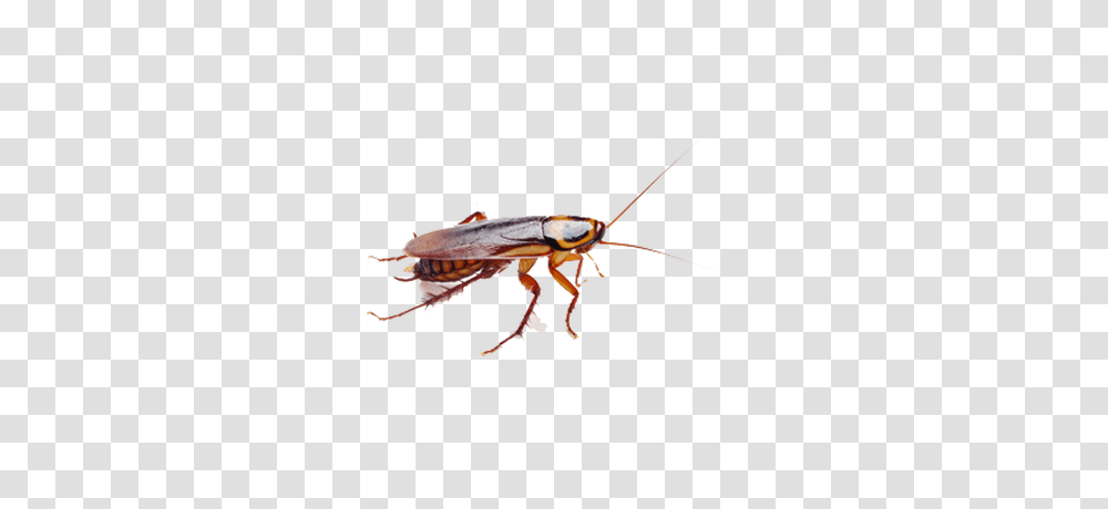 Cockroach Brown, Insect, Invertebrate, Animal, Cricket Insect Transparent Png