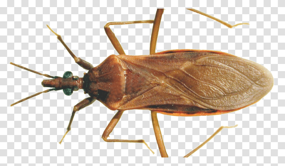 Cockroach Bugs In Ontario That Look Like The Kissing Bug, Insect, Invertebrate, Animal, Cricket Insect Transparent Png