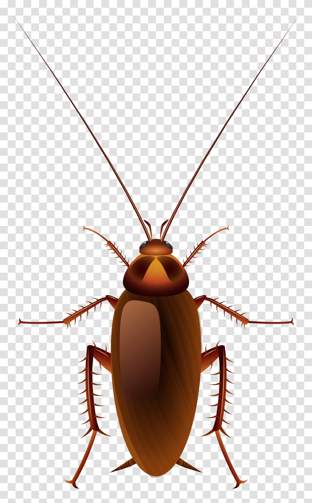 Cockroach Clip Art, Animal, Insect, Invertebrate, Chandelier Transparent Png