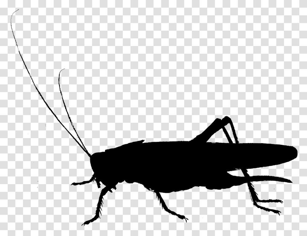 Cockroach Clip Art Fauna Cricket Silhouette Grasshopper, Gray, World Of Warcraft Transparent Png