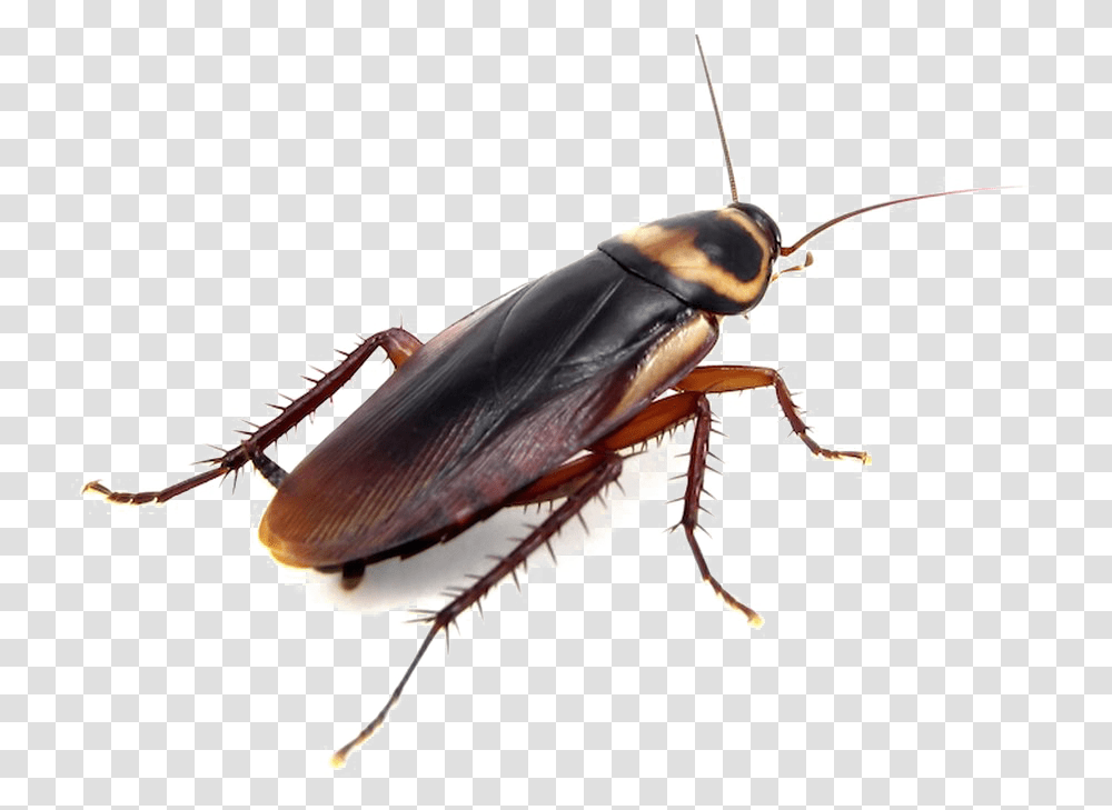 Cockroach Clipart Background Cockroach, Insect, Invertebrate, Animal Transparent Png
