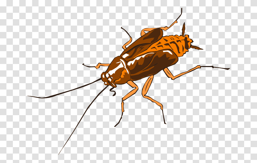 Cockroach Clipart Cockroach Logo Design, Insect, Invertebrate, Animal, Cricket Insect Transparent Png