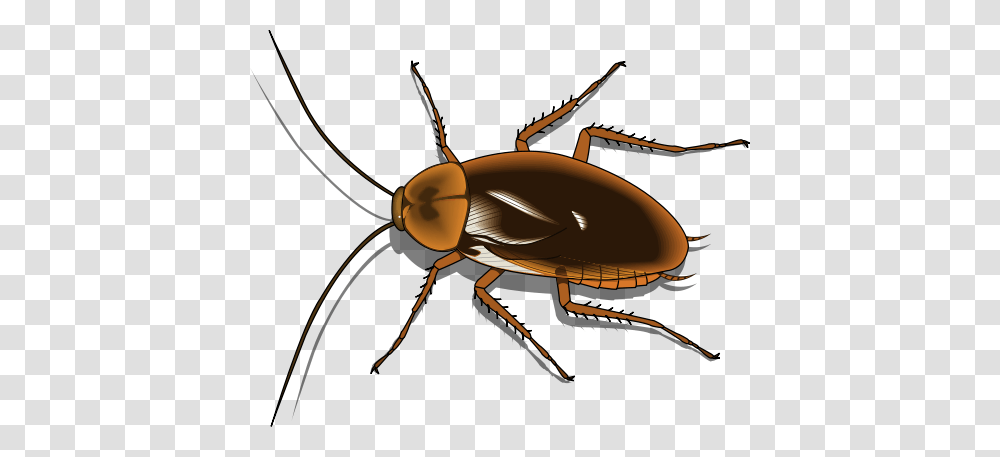 Cockroach Clipart Decomposer, Insect, Invertebrate, Animal, Spider Transparent Png