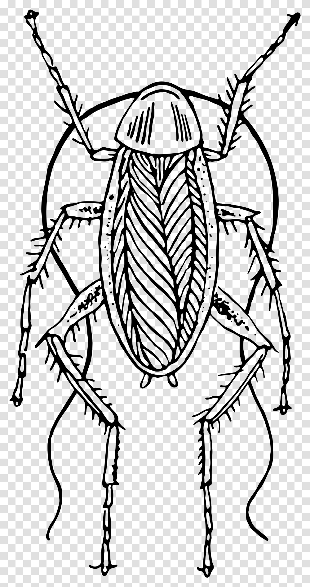 Cockroach Clipart Hostted Cockroach Clipart Black And White, Gray, World Of Warcraft Transparent Png
