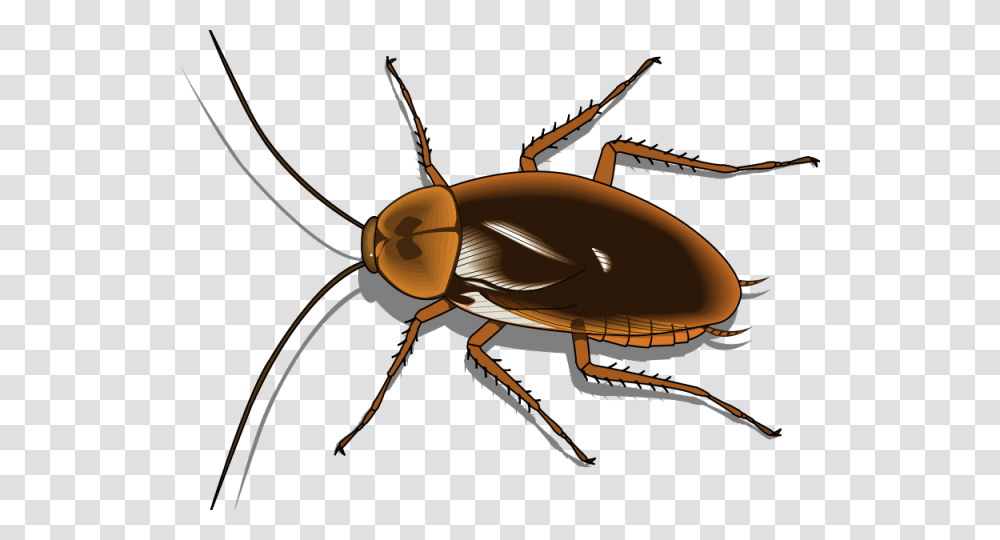 Cockroach Clipart Pest Background Cockroach Clipart, Insect, Invertebrate, Animal, Spider Transparent Png