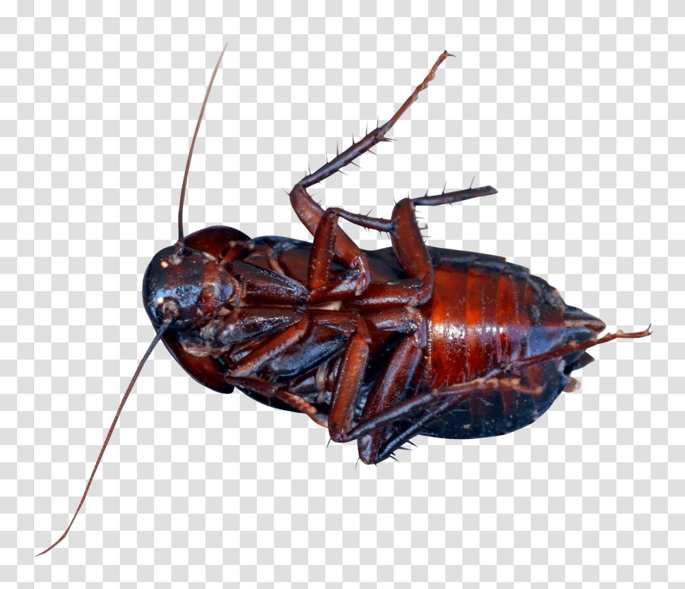 Cockroach Cockroach Images, Insect, Invertebrate, Animal Transparent Png