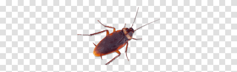 Cockroach Control Removal Services In London Surrey Kent Sussex, Insect, Invertebrate, Animal, Aphid Transparent Png