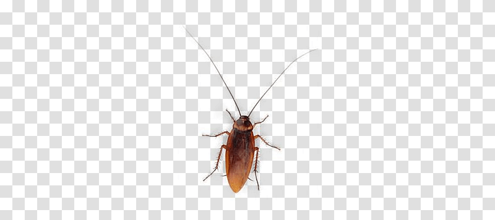 Cockroach Download Image Cockroach, Invertebrate, Animal, Insect, Dung Beetle Transparent Png