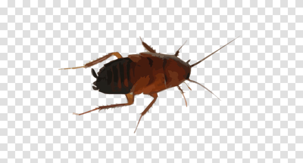 Cockroach Drawing, Insect, Invertebrate, Animal, Flea Transparent Png
