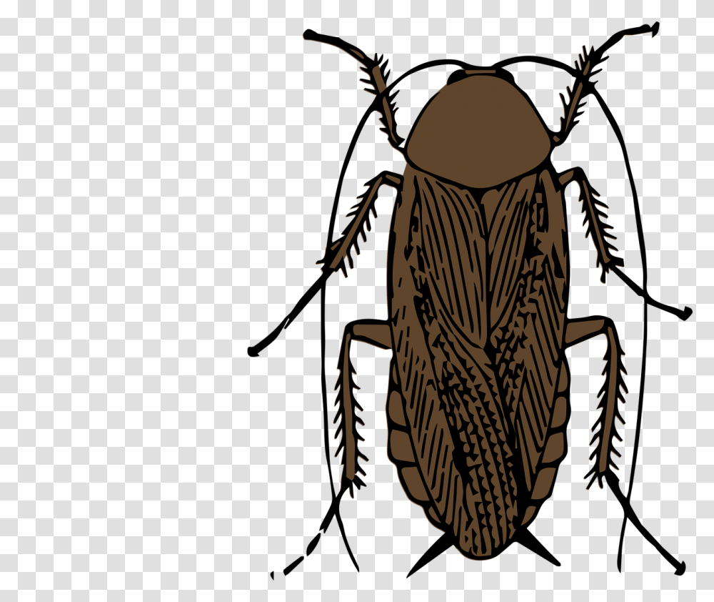 Cockroach Elimination Tips Superior Pest Control Serving Ny, Insect, Invertebrate, Animal, Spider Transparent Png