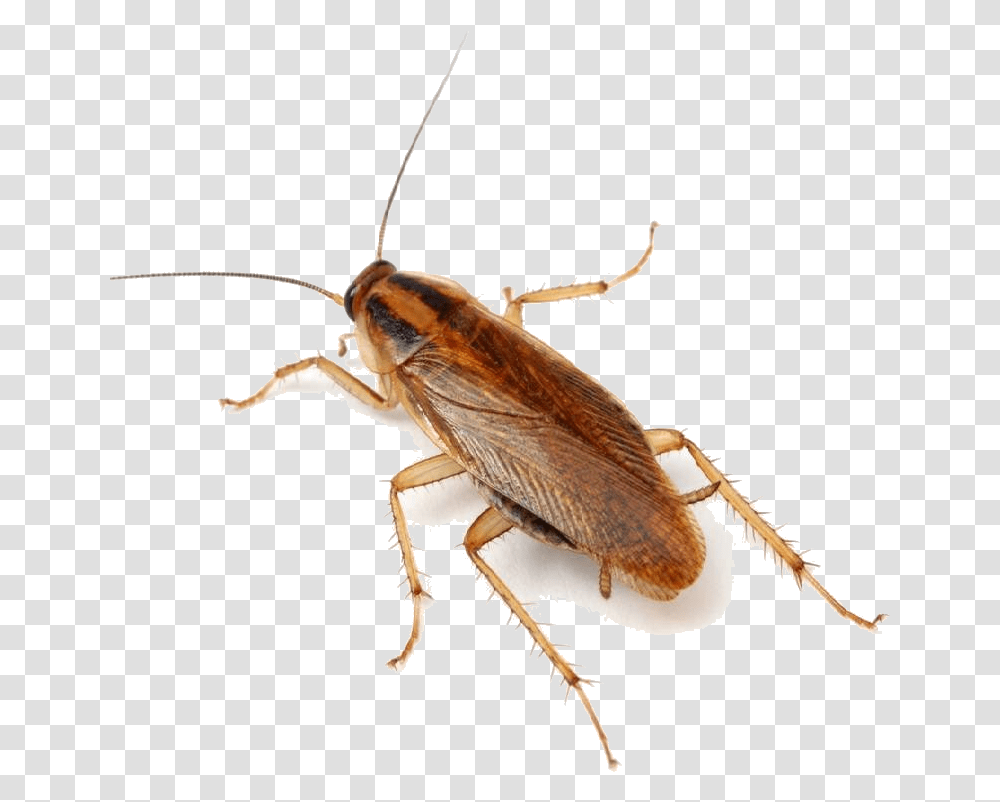 Cockroach Exterminator People Afraid Of Cockroaches, Insect, Invertebrate, Animal, Spider Transparent Png