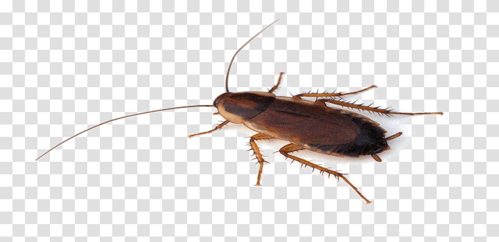 Cockroach File Cockroach, Insect, Invertebrate, Animal, Bird Transparent Png
