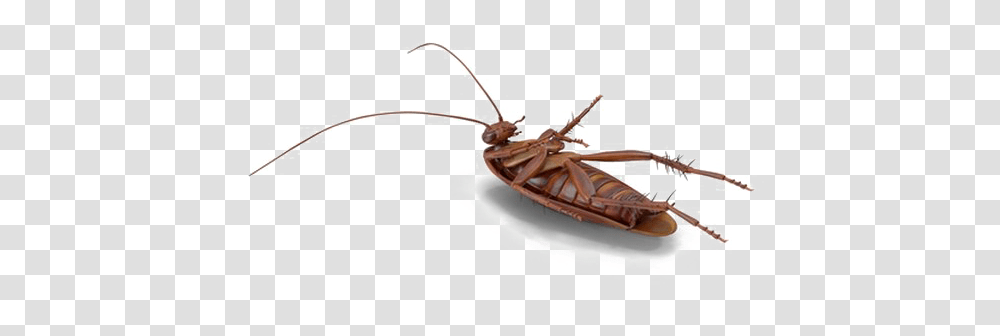 Cockroach File Download Free Mosquito, Boat, Vehicle, Transportation, Rowboat Transparent Png