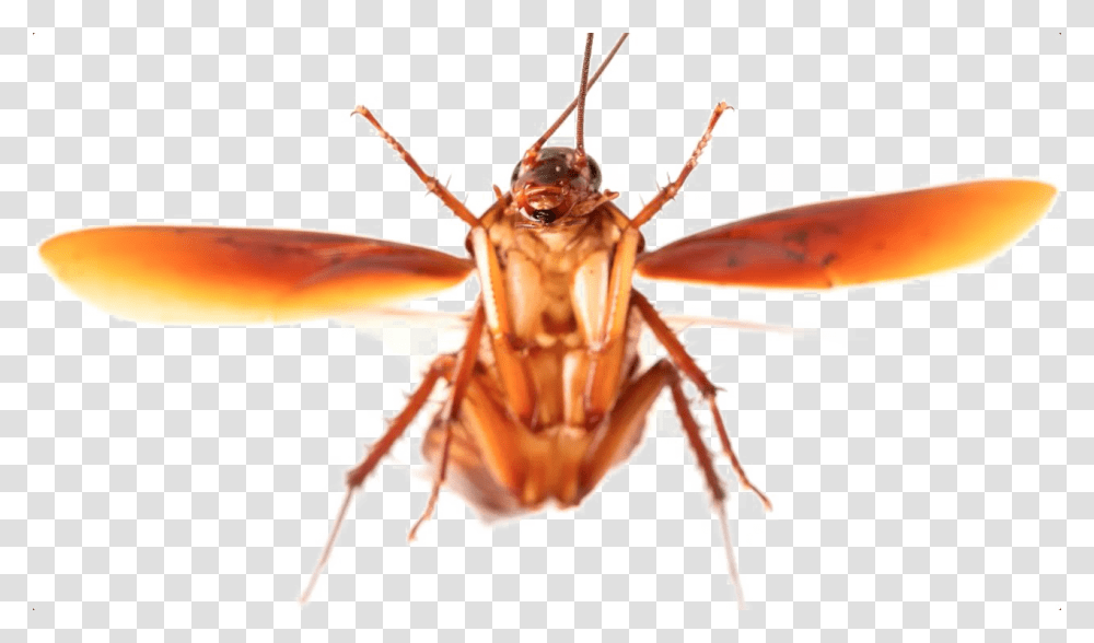 Cockroach Flying Cockroach, Insect, Invertebrate, Animal Transparent Png