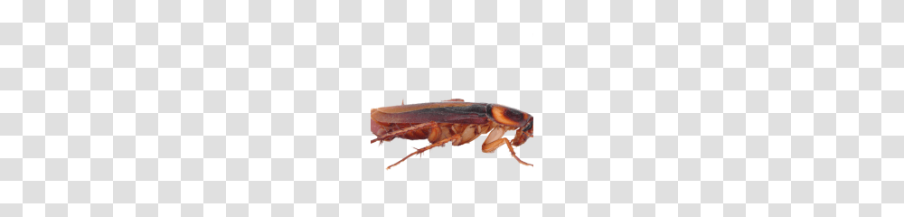 Cockroach Free Download, Insect, Invertebrate, Animal, Hot Dog Transparent Png