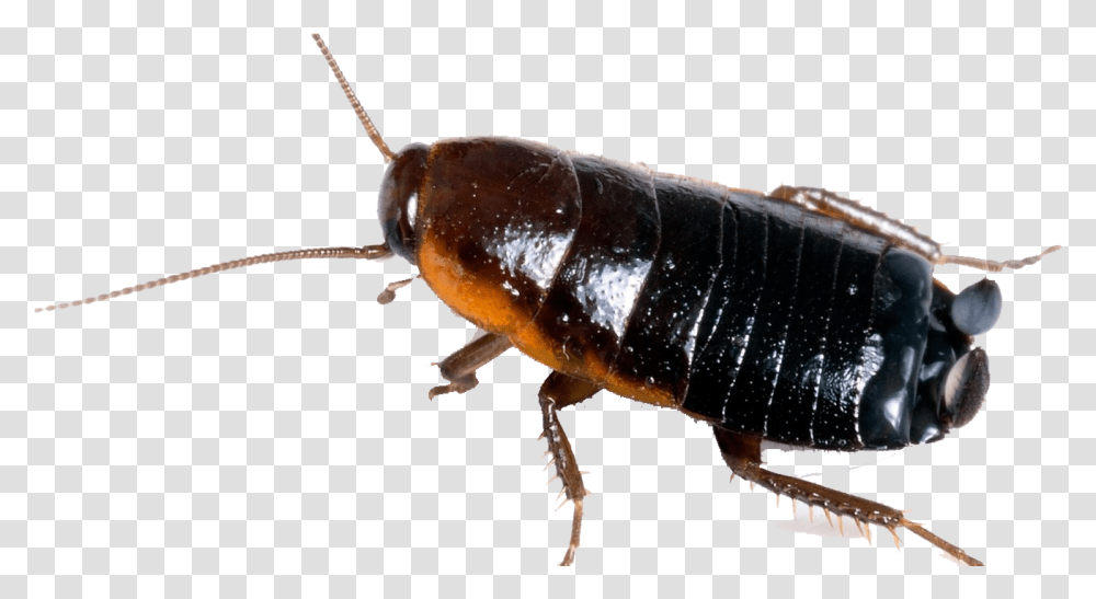 Cockroach Free Image Oriental Cockroach, Insect, Invertebrate, Animal, Honey Bee Transparent Png