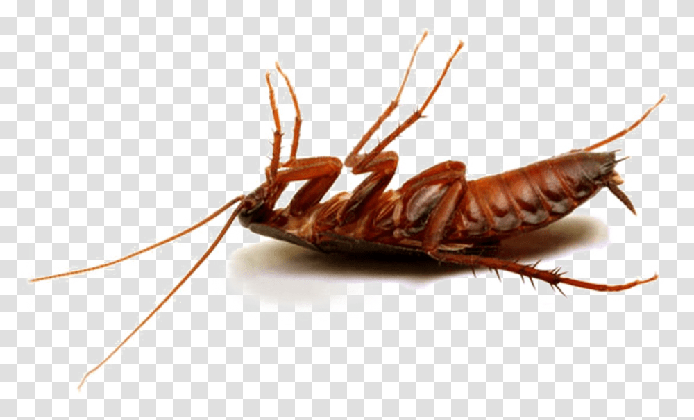 Cockroach Hd Photo Cockroach, Insect, Invertebrate, Animal, Lobster Transparent Png