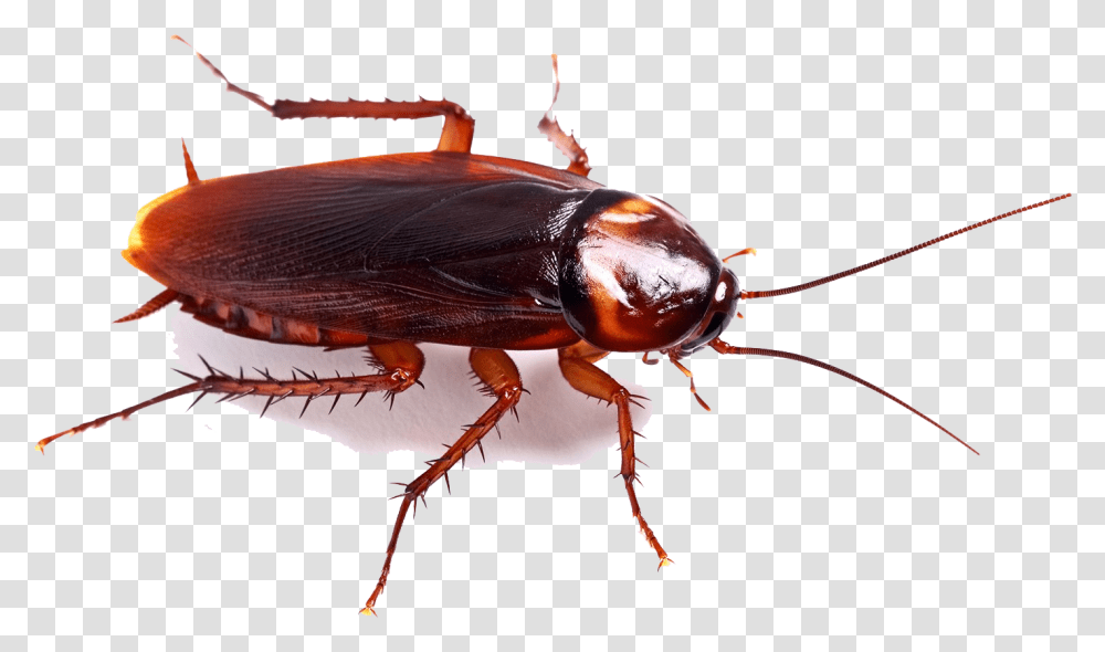 Cockroach High Quality Image Cockroach, Insect, Invertebrate Transparent Png