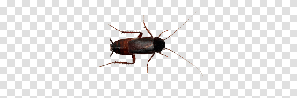Cockroach Identification Sydney Bug Stop Industrial Extermination, Insect, Invertebrate, Animal Transparent Png