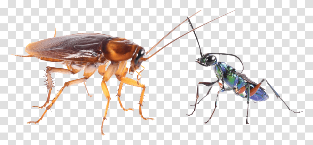 Cockroach Image Ant, Insect, Invertebrate, Animal Transparent Png