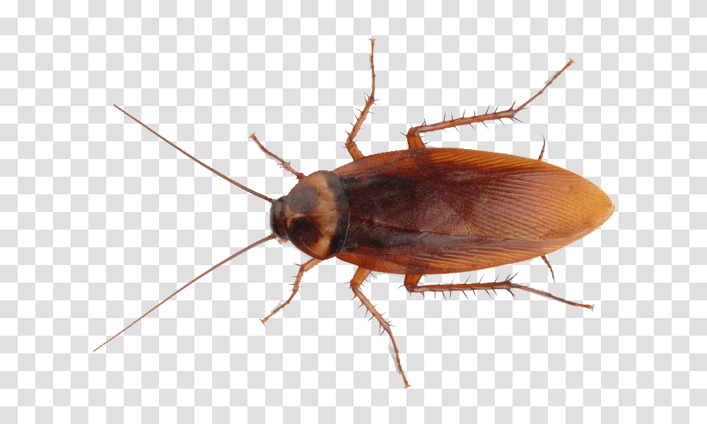 Cockroach Image Background Cockroach, Insect, Invertebrate, Animal Transparent Png