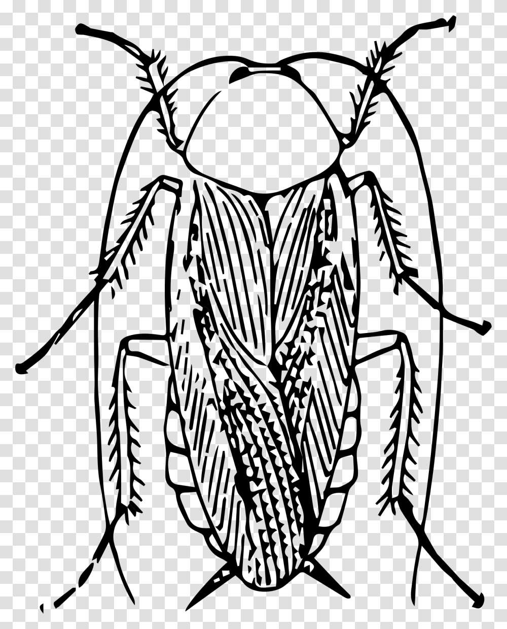 Cockroach Image Black And White, Gray, World Of Warcraft Transparent Png