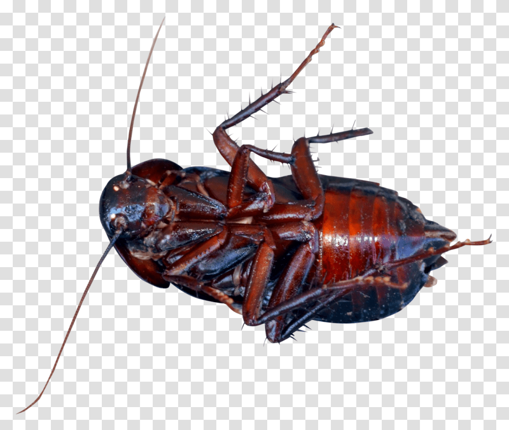 Cockroach Image Cockroach, Insect, Invertebrate, Animal Transparent Png