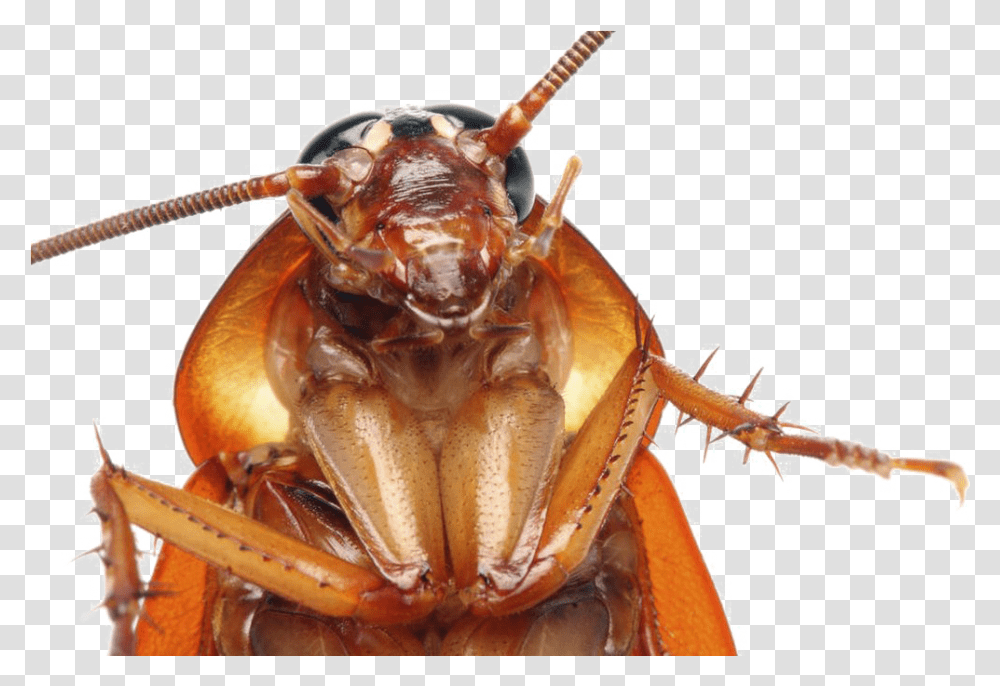 Cockroach Images Cockroach Head Close Up, Lobster, Seafood, Sea Life, Animal Transparent Png