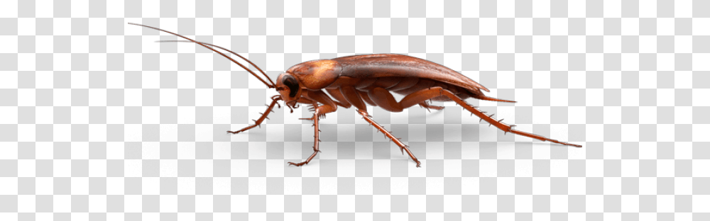 Cockroach Images Cockroach, Insect, Invertebrate, Animal, Firefly Transparent Png