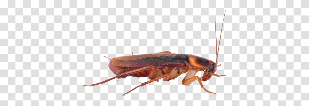 Cockroach Images Cockroach, Insect, Invertebrate, Animal, Lobster Transparent Png