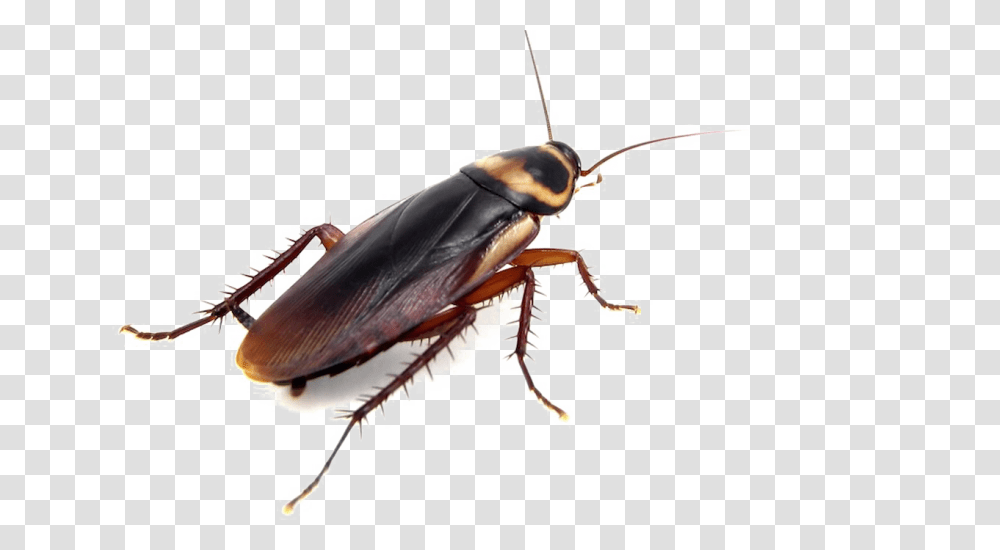 Cockroach Images Free Download, Insect, Invertebrate, Animal Transparent Png
