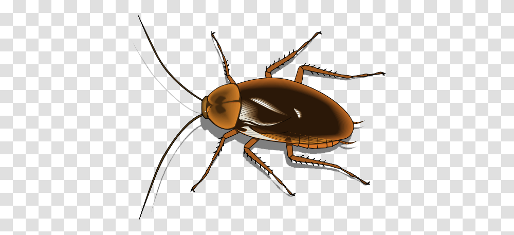 Cockroach Images, Insect, Invertebrate, Animal, Spider Transparent Png