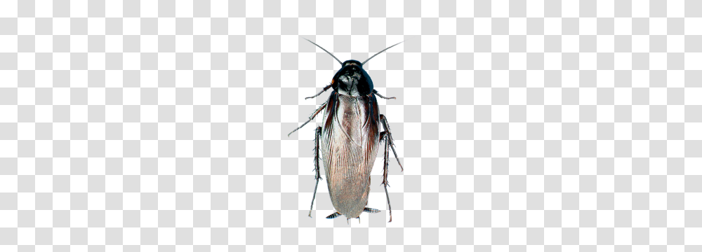 Cockroach Images Pictures Photos Arts, Insect, Invertebrate, Animal, Bird Transparent Png