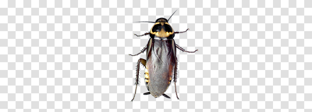 Cockroach Images Pictures Photos Arts, Insect, Invertebrate, Animal, Snowman Transparent Png