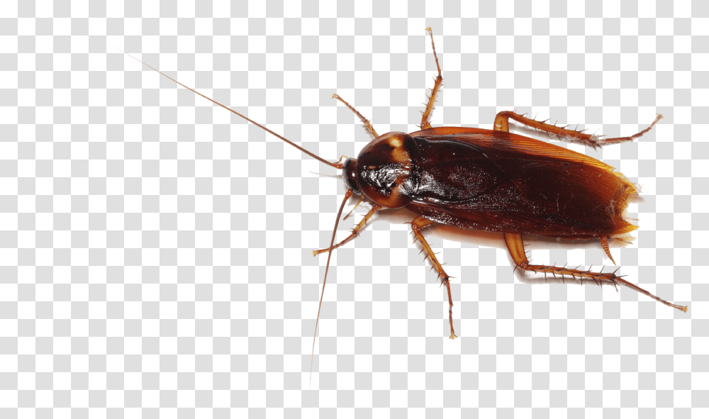 Cockroach Images Roblox Cockroach, Insect, Invertebrate, Animal Transparent Png