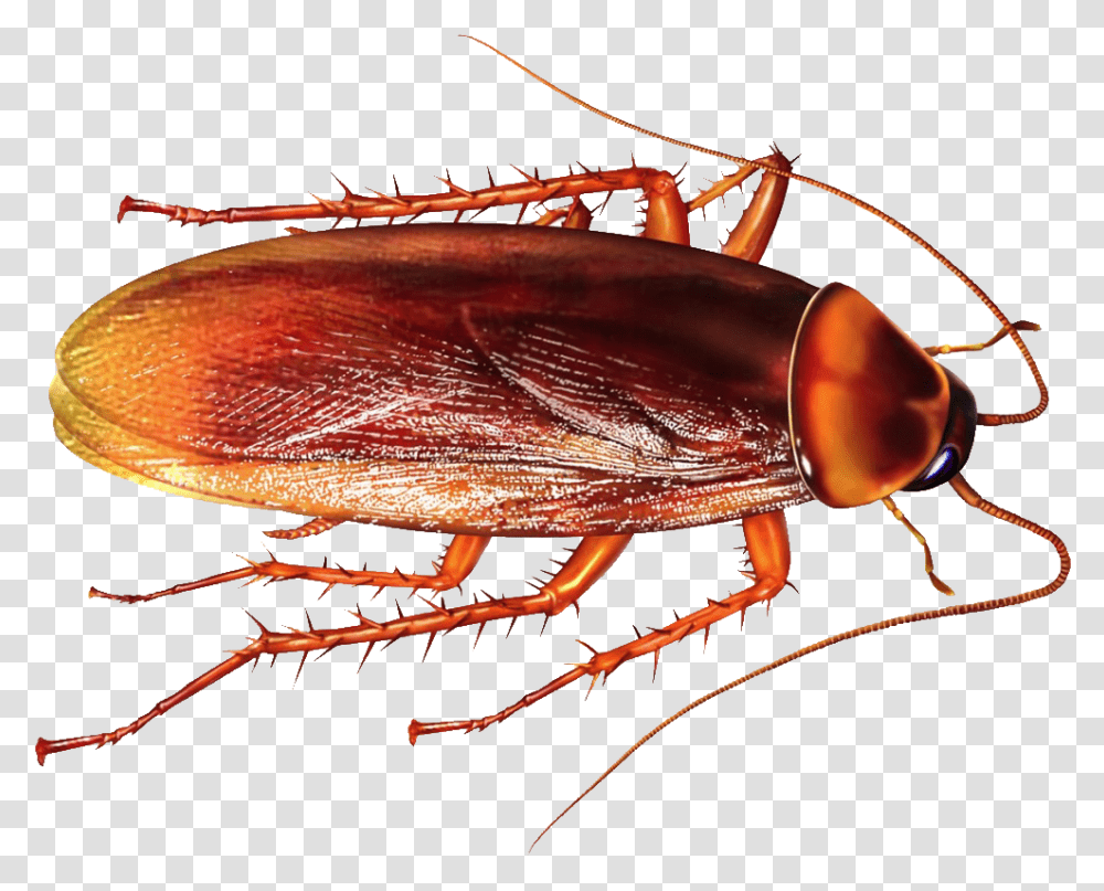 Cockroach Indian, Insect, Invertebrate, Animal, Lobster Transparent Png