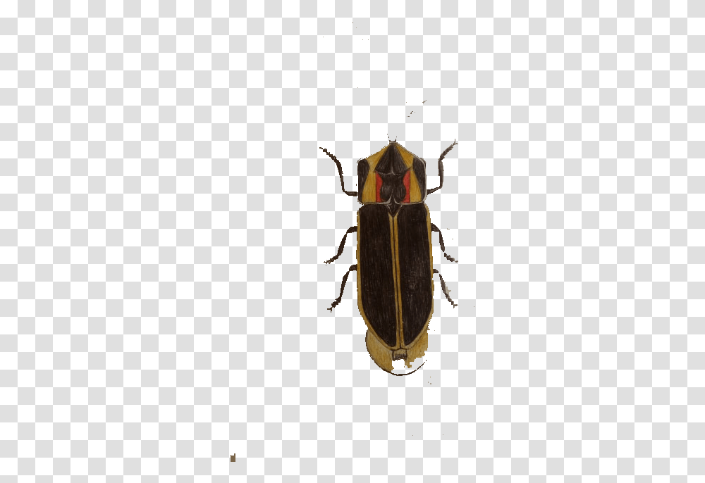 Cockroach Insect Blattodea Soldier Beetle, Firefly, Invertebrate, Animal, Dung Beetle Transparent Png