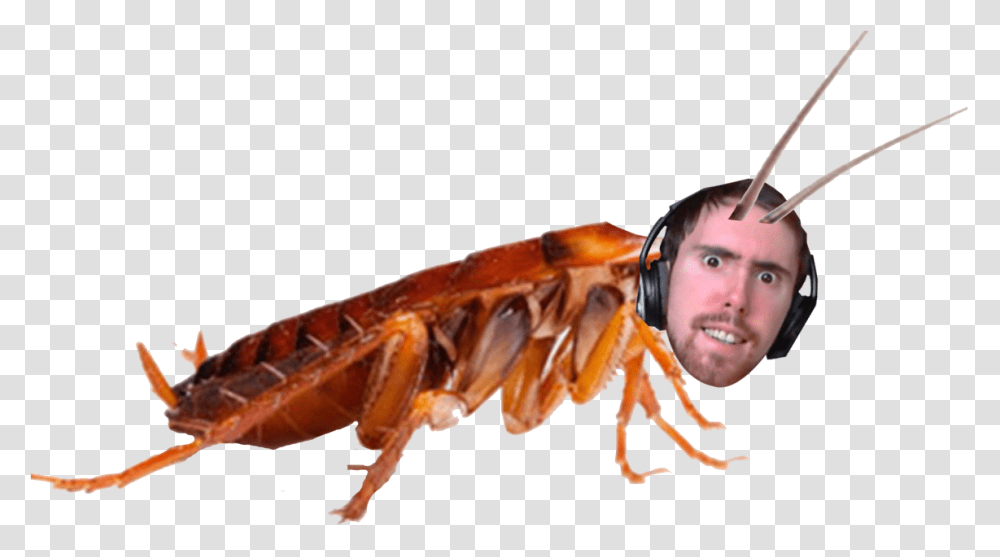 Cockroach, Insect, Invertebrate, Animal, Lobster Transparent Png