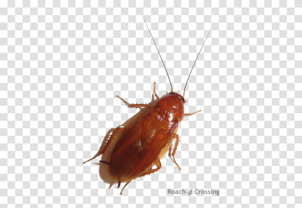 Cockroach, Insect, Invertebrate, Animal Transparent Png