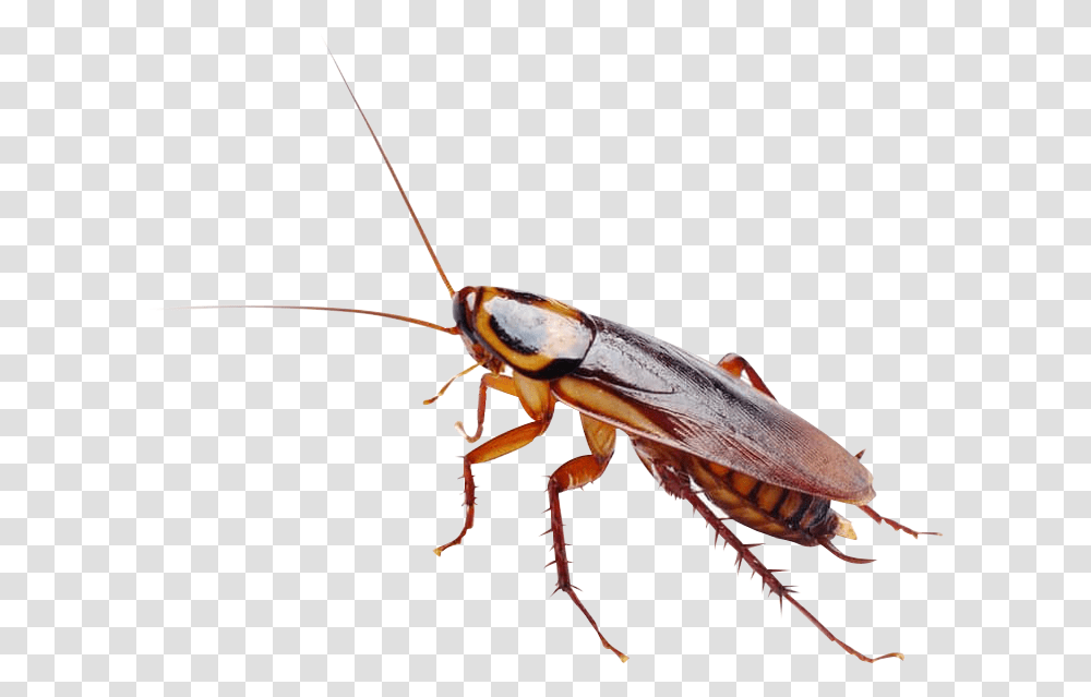 Cockroach, Insect, Invertebrate, Animal Transparent Png